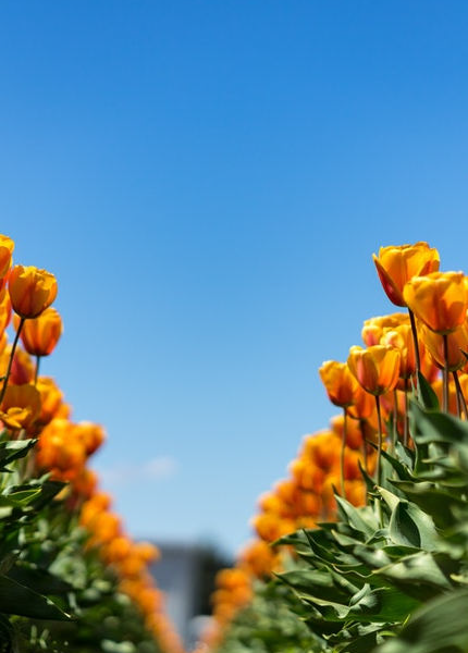 horticulture horticulture